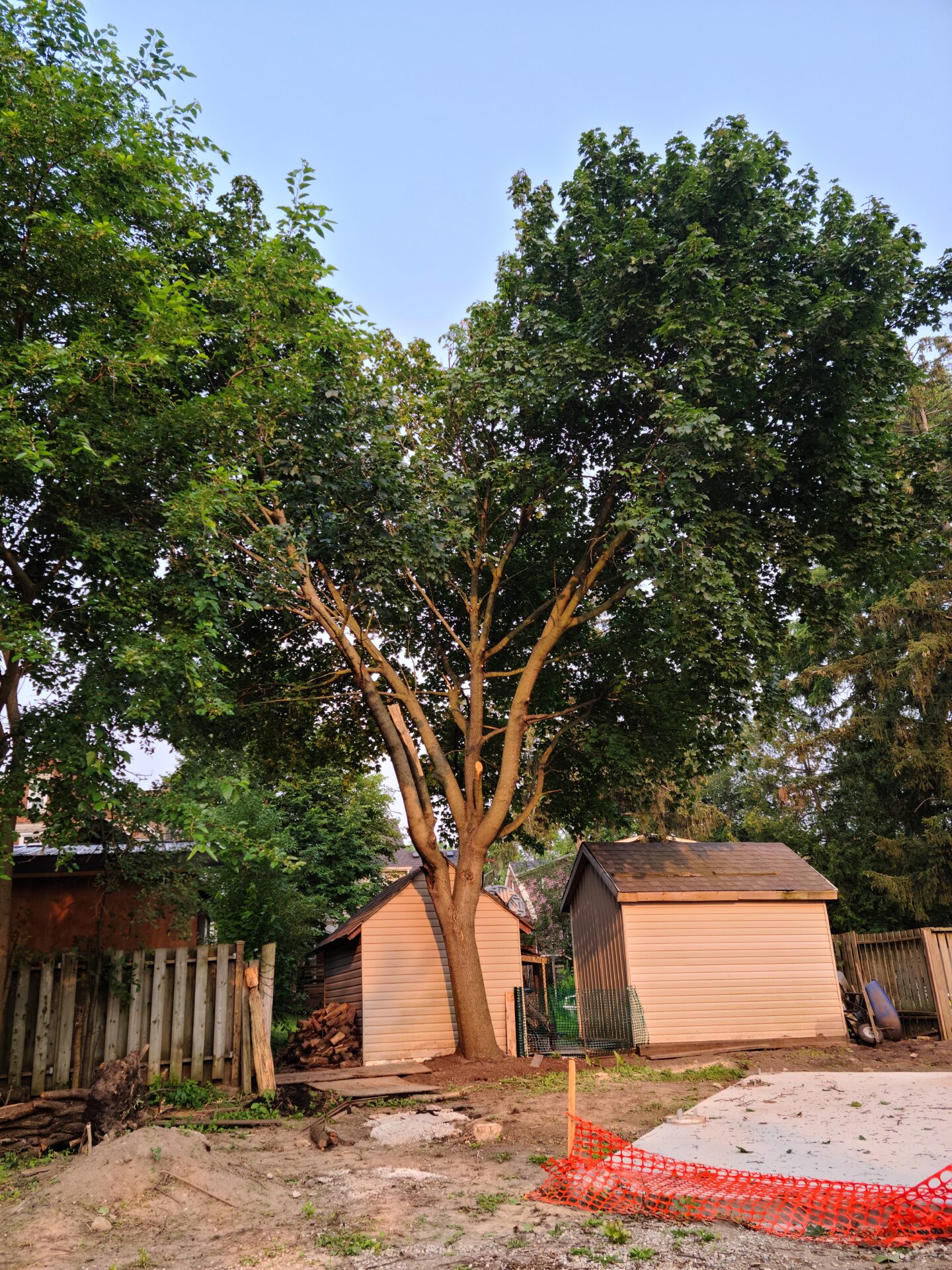 Large Green Tree